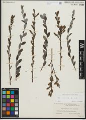 Foto von Salix repens subsp. repens L.